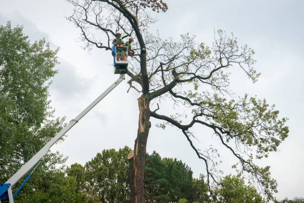 Best Emergency Tree Service  in Spencerville, OH